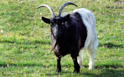Giubileo laico a Firenze: parodia del Male