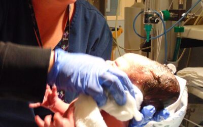 DDL Crisanti, come aumentare il numero degli operatori che praticano aborti