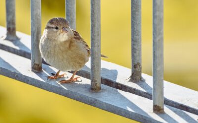 Federica Picchi, attacco alla libertà di espressione