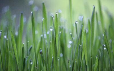 Canto per i bimbi abortiti: “Il giardino del Re”, del Prof. Pino Noia