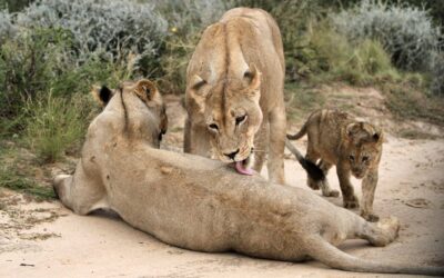 La famiglia naturale esiste! No a teorie e ideologie volte a cancellarla