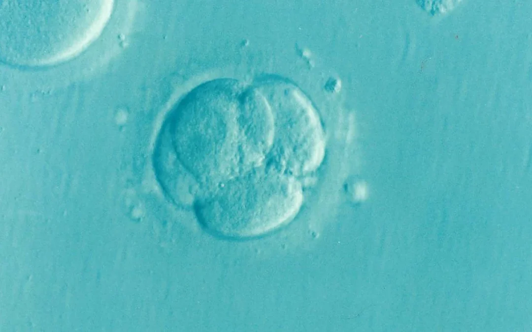L’embrione è un grumo di cellule? La spiegazione del medico(video)