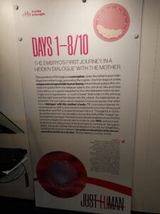 Embrione storia