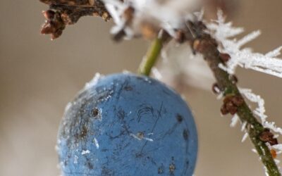 Umbria: Social freezing, approvata la mozione. Il commento del Dott. Virgolino